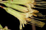 Cankerweed